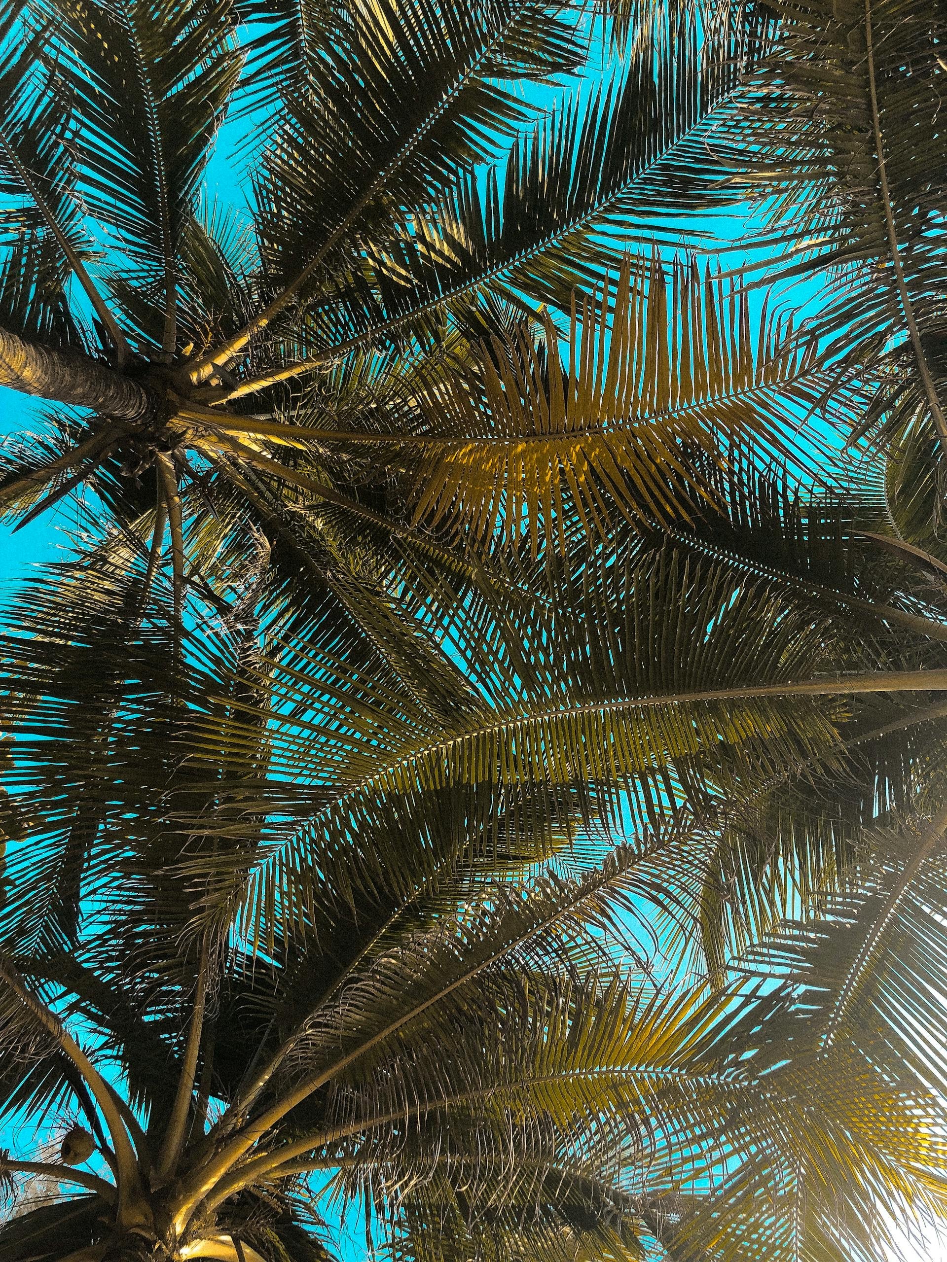 Close-up of palm tree fronds against a blue sky
